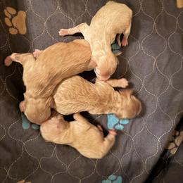 Eve - Apricot female Goldendoodle puppy in Covington, Louisiana from MyKy Puppies
