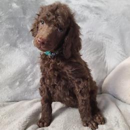 Green collar, Otto - Brown male Poodle puppy in Colorado Springs, Colorado from Silly's Standard Poodles
