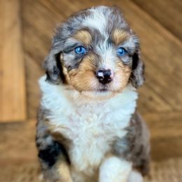 BMM3 - Blue merle male Aussiedoodle puppy in Prague, Oklahoma from Classic K9’s  Aussies & Doodles