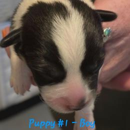Puppy 1 - Black and tan male Pembroke Welsh Corgi puppy in Buffalo, Wyoming from Diamond K Corgis