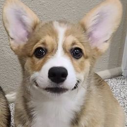 Pembroke Welsh Corgi Puppies from Off Road Ranch Corgis