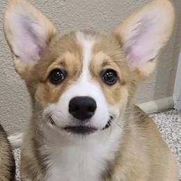 Pembroke Welsh Corgi Puppies from Off Road Ranch Corgis