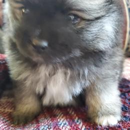 Companion Cross, Pomeranian, and Sheepadoodle Puppies from Fluffy Wonders Poms and Doodles