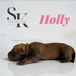 Holly - Fawn female Boerboel puppy in Delta, Colorado from SATA Kennels