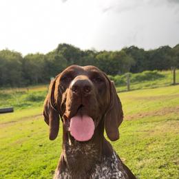 German Shorthaired Pointers from Aleshia Hissem