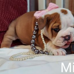 Bulldog Puppies from Flobama English Bulldogs