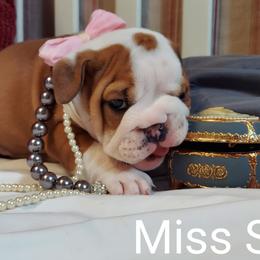 Bulldog Puppies from Flobama English Bulldogs