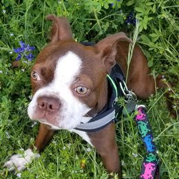 Boston Terriers from Hope's Bossie Bostons