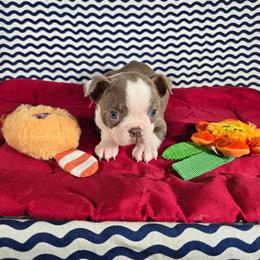 Bingo - Lilac female Boston Terrier puppy in Millers Creek, North Carolina from Tumbling Shoals Hilltop Bostons