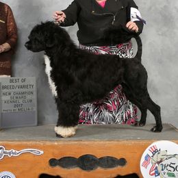 Lisbon - Portuguese Water Dog