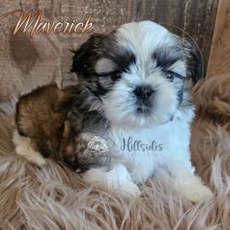 Maverick - Sable and white male Shih Tzu puppy in Sanger, California from Hillsides Shih-Tzu