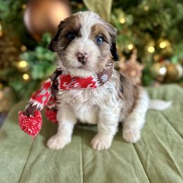 Pancakes - Sable male Bernedoodle puppy in Royse City, Texas from Platinum Bernedoodles of Texas