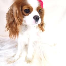 Muffin - Cavalier King Charles Spaniel