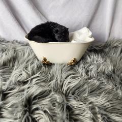 Finnish Lapphund Puppies from Tulikettu Kennel