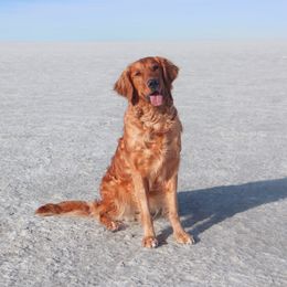 Ivy - Golden Retriever