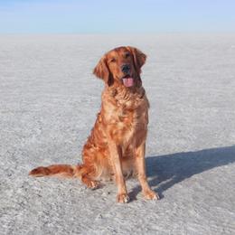 Ivy - Golden Retriever