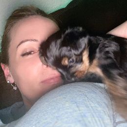 Yorkshire Terrier Puppies from Cutest AKC AZ Yorkies