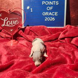 Hearts Caramel Dawn Serenade - Cara - White and chocolate female American Hairless Terrier puppy in Lebanon, Missouri from Hearts Companions