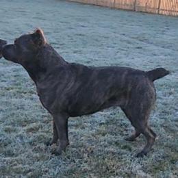 Nanisca - Cane Corso