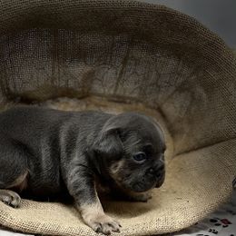Bulldog and French Bulldog Puppies from Fancy Like Frenchies