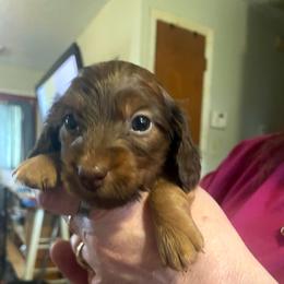 Paul - Wild boar male Dachshund puppy in Martinsville, Indiana from Kary's Mini Doxie Kuddles