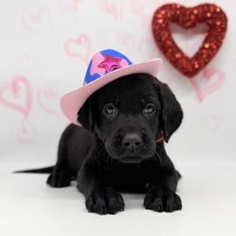 Male - Black male Labrador Retriever puppy in Sherrard, Illinois from Gochee Labs