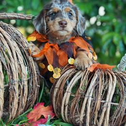 Dachshund and French Bulldog Puppies from ThePuppyVille