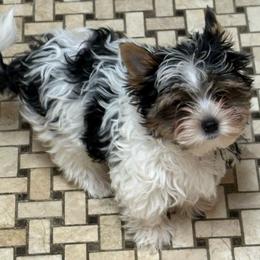 Pappy - Black tan and white male Biewer Terrier puppy in Laporte, Indiana from Stoll'n Kisses Biewers