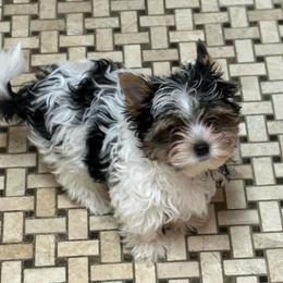 Pappy - Black tan and white male Biewer Terrier puppy in Laporte, Indiana from Stoll'n Kisses Biewers