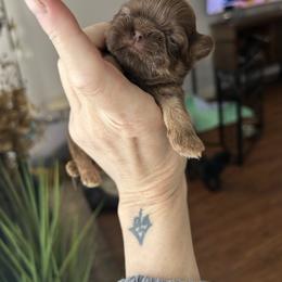 Chocolate boy - Liver male Shih Tzu puppy in Dallas, Texas from Almost Heaven Shih Tzu