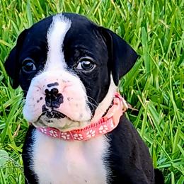 Boxer Puppies from Amanda Edwards