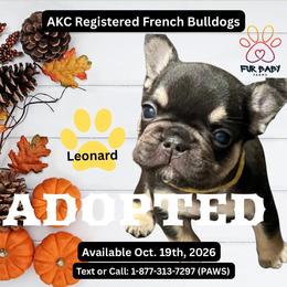 Leonard - Tricolors male French Bulldog puppy in Michigan from Fur Baby Farms
