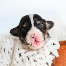 Boy 5 - male Pembroke Welsh Corgi puppy in Mona, Utah from Sorensen Corgis