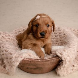 Nilla - Dark golden female Golden Retriever puppy in Buhl, Idaho from Atkinson's Goldens