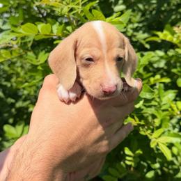 Akc Oachi - Piebald male Dachshund puppy in Tampa, Florida from Sunkissed Doxies