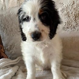 Valentine - male Australian Mountain Doodle puppy in Snook, Texas from Snook Acres Doodles