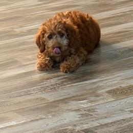 Alice - Apricot female Goldendoodle puppy in Wayland, New York from Loris Pampered Pooches💕