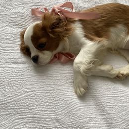 Lucy - Cavalier King Charles Spaniel