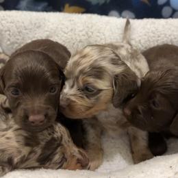 Dachshund Puppies from Bo Didley's Doxies