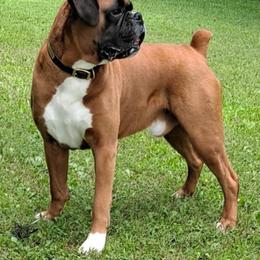 Boxer Puppies from Hope's Beautiful Boxers