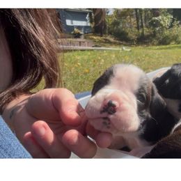 Boy reverse brindle puzzle 3 - Brindle male Boxer puppy in Saugerties, New York from Nala’s Pride