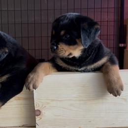 Rottweiler Puppies from Von Decker Rottweilers