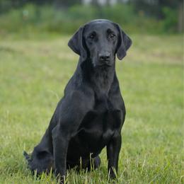 Emmy - Labrador Retriever