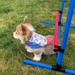 Pembroke Welsh Corgi Puppies from Outlands Corgis