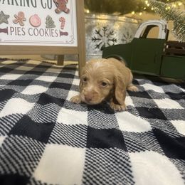 Tommy - Red male Dachshund puppy in Dawson, Alabama from Bells Dashing Dachshunds