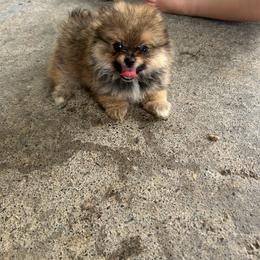 Curly - Red sable male Pomeranian puppy in Clinton, Tennessee from Liza’s Aussies & Poms
