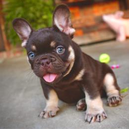 Oscar - Tricolors male French Bulldog puppy in Ben Lomond, Arkansas from Miesha Carver's Bulldogs