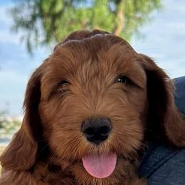 Skippy - Caramel red male Australian Labradoodle puppy in Riverside, California from Sycamore Canyon Labradoodle