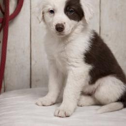 Male 1 - Red male Border Collie puppy in Oxford, Florida from RSR Border Collies