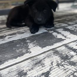 German Shepherd Puppies from Nosey Shepherds